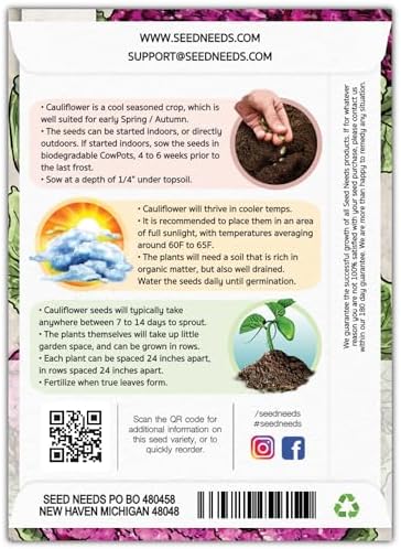 Seed Needs Purple Sicily Cauliflower Seeds to Plant Heirloom 1 Pack - Image 2