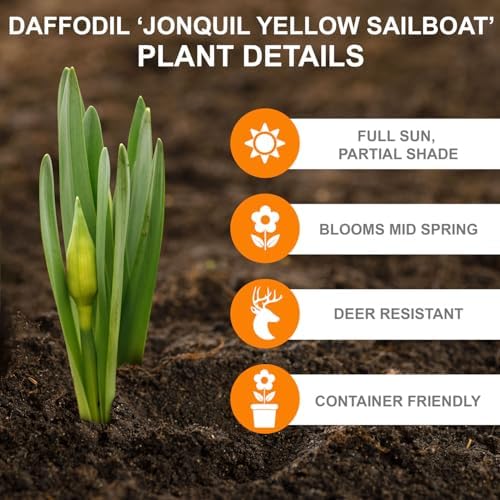 Garden State Bulb Narcissus Jonquil Yellow Sailboat Daffodil Flower Bulbs, 14/16cm (25) - Image 2