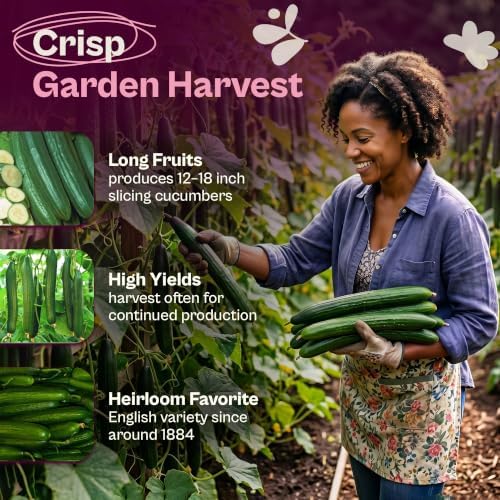SVI 30 Telegraph English Cucumber Seeds (Cucumis sativus) – English Cucumbers, Cucumber Seed Packets – Heirloom Vegetable Seeds for Home Garden & Vegetable Garden, Raised Beds, Containers - Image 3