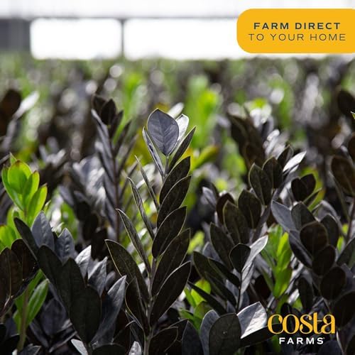 Costa Farms ZZ Plant, Live Indoor Plant, Air Purifying, Easy Care - Image 5