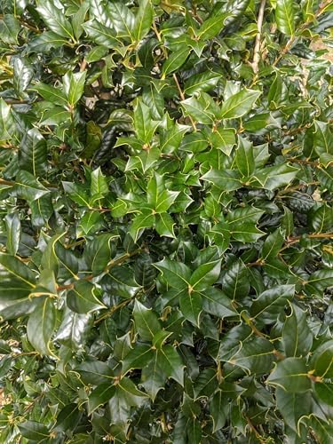 Nellie Holly | 1 Extra Large Trade 3 Gallon Plant | Ilex Nellie R. Stevens | Privacy Screen Hedge Evergreen Shrub, Fast Growing Dense Foliage, Year-Round Interest, Low Maintenance Ornamental Berries by FloridaFoliage