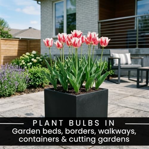 25 Kissable Tulip Bulbs for Fall Planting | Pink White Triumph Tulips - Image 5