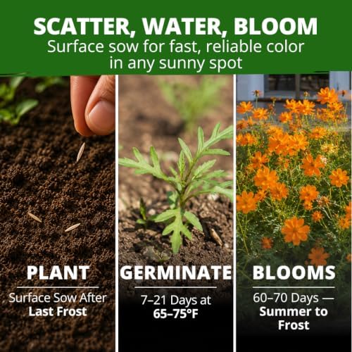 HOME GROWN Dwarf Orange Sulphur Cosmos Seeds, 2,000, Cosmos sulphureus - Image 4