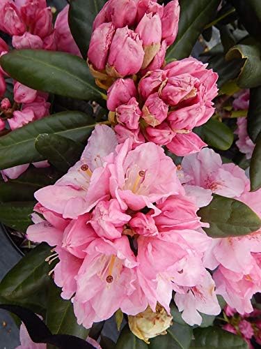 Green Promise Farms Rhododendron `Scintillation` Evergreen, 3 Size Container, Soft Pink by GreenPromiseFarms