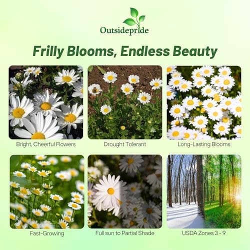 Outsidepride Creeping Daisy Chrysanthemum Seeds - 5,000 Pcs. Annual, Drought Tolerant Flower Seeds for Planting in Pollinator Gardens, Cut Flowers & Low Maintenance Landscaping - Image 2