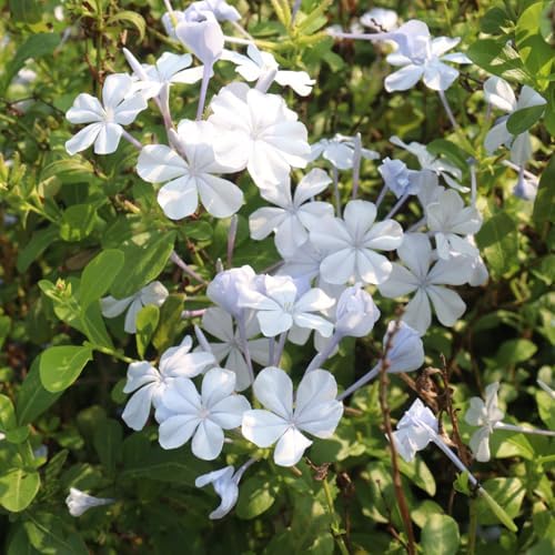 2 White Plumbago Live Plants, 4-8'' Tall White Plumbago Plant Vine Shrub - Image 5