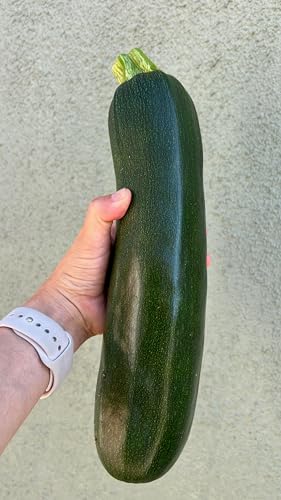Organic Black Beauty Zucchini Seeds for Planting: 20 Count - Image 3