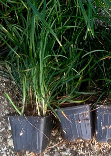 Mondo Grass 18 Pack - Evergreen Groundcover - Full Sun to Part Sun Live Outdoor Plant Loropetalum Grass Plugs - Image 7
