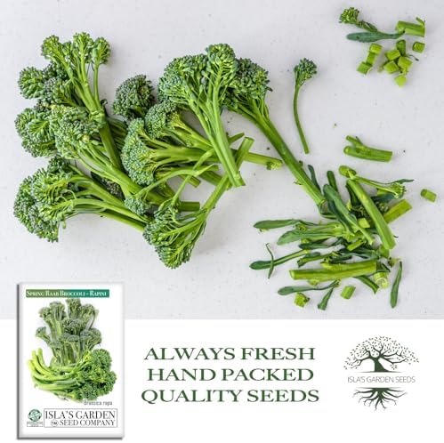 Spring Raab Broccoli Seeds (aka Rabe, Rapini, Broccolini) – 300+ Non-GMO & Heirloom Seeds, Brassica oleracea, Fast-Maturing Cool Season Green, by Isla’s Garden Seeds, Gift Idea for Home Gardens - Image 4
