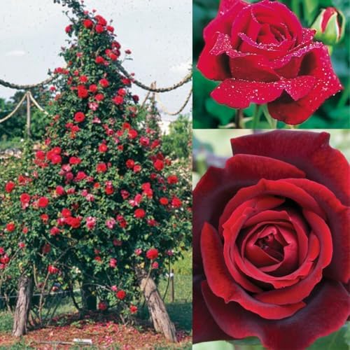 Black Red Velvet Climbing Rose Live Plant, 6 Months Old Starter, Fragrant Purple Climbing Roses for Planting Outdoor, No Pot - Image 7