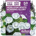 50 White Morning Glory Heirloom Flower Seeds for Planting, Ipomoea Alba by KVITER
