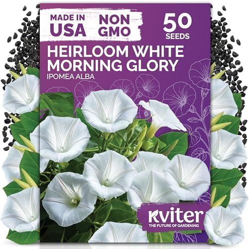 50 White Morning Glory Heirloom Flower Seeds for Planting, Ipomoea Alba by KVITER