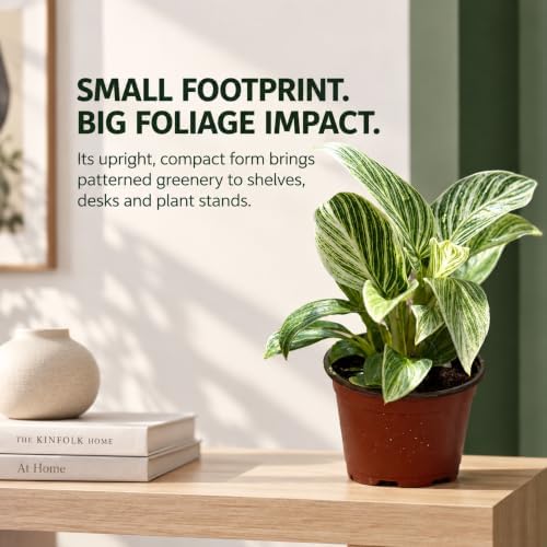 Philodendron Evian Live Plant - Fully Rooted Rare Variegated Houseplant - Image 6