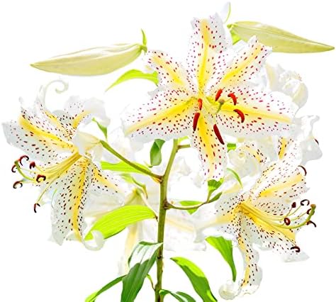 Easy to Grow Lilium Oriental Lily 'Gold Band' Plant Bulbs (3 Pack) - Fragrant Yellow & White Flowering Blooms in Summer Gardens by EasytoGrow