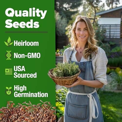 HOME GROWN Rosemary Seeds, 300 Seeds, Salvia rosmarinus - Image 3