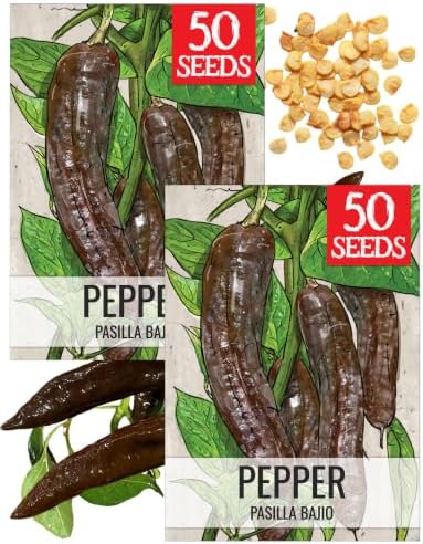 Seed Needs Pasilla Bajio Hot Pepper Seeds to Plant Vegetables - 2 Packs by SeedNeeds