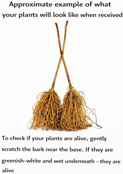 5 Dwarf Burning Bushes - 6-12" Tall Live Plants - Image 2
