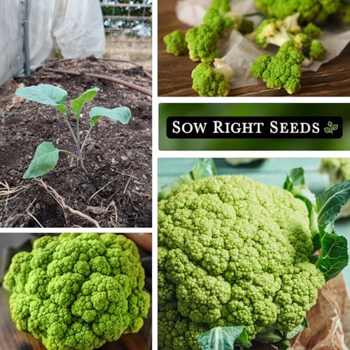 Sow Right Seeds - Green Macerata Cauliflower Seed for Planting Vegetables - Image 4