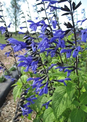 Black and Blue Salvia Guaranitica – Live Perennial Plant 3" Pot – Hummingbirds - Image 5