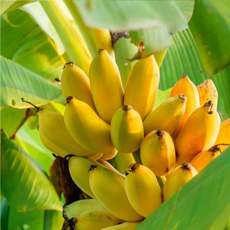 Banana Tree Gran Nain. Set of 4 Starter Live Plants (Double Mahoi) - Image 4