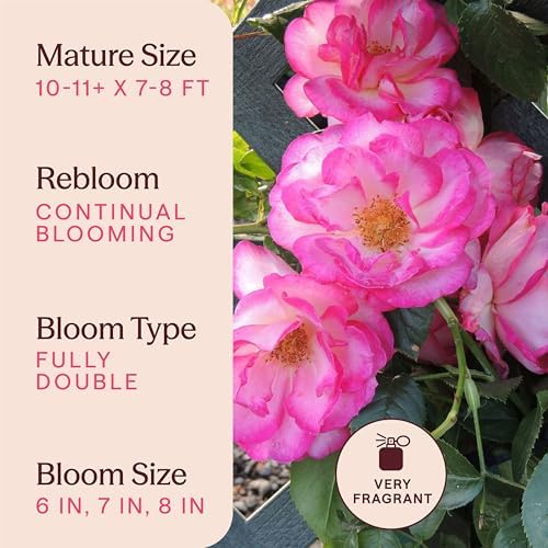 Heirloom Climbing Roses, Live Own Root Plant, Kiss of Desire - Image 6