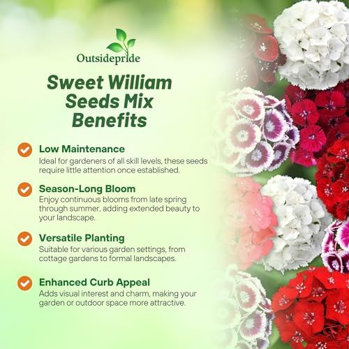 Outsidepride Sweet William Dianthus Seeds - 5000 Pcs. Perennial, Winter Hardy Wildflower Seeds w/Fragrant & Vibrant Blooms, Ideal for Pollinator Gardens, Cut Flowers & Colorful Landscaping (Pack of 2) - Image 3