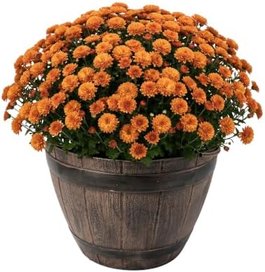 Chrysanthemum (Whiskey Barrel Deco Pot), Orange Blooms, Live Fall Flowering Perennial, 15" Tall by 12" Wide in 3 Qt Pot by TheThreeCompany