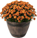 Chrysanthemum (Whiskey Barrel Deco Pot), Orange Blooms, Live Fall Flowering Perennial, 15" Tall by 12" Wide in 3 Qt Pot by TheThreeCompany