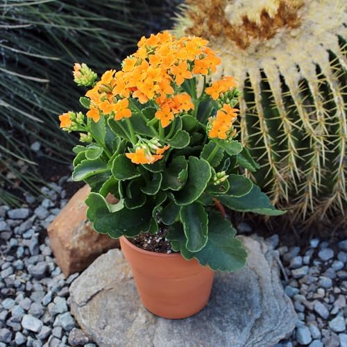 Kalanchoe Plant Succulents Plants Live Houseplants, Live Succulents Live House Plants in Clay Pots, Succulent Plants Live Plants Indoor Plants, Live Succulent Plant Lover Gifts by Plants for Pets - Image 7