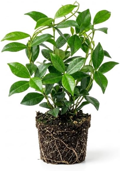 Star Jasmine Flower Live Plant, Jasmine Flower Shrub, 4-6 Inch Tall - Image 2