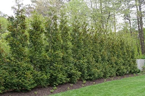 Greenwood Nursery: Live Trees - American Pillar Arborvitae Tree + Thuja Occidentalis - [Qty: 10x Quart Pots] - (Click for Other Available Plants/Quantities) by GreenwoodNursery