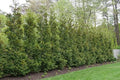 Greenwood Nursery: Live Trees - American Pillar Arborvitae Tree + Thuja Occidentalis - [Qty: 20x Quart Pots] - (Click for Other Available Plants/Quantities) by GreenwoodNursery