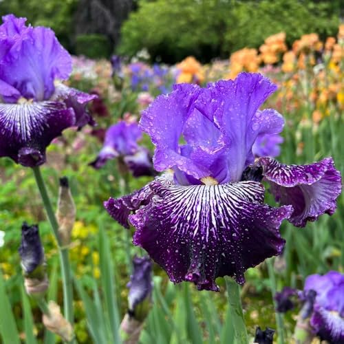 Eden Brothers Bearded Iris Bulbs - Jawbone Flats - Image 2