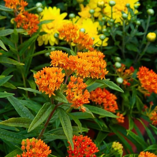 2 Orange Milkweed Live Plants 4-7 Inches, Asclepias Butterfly Milkweeds - Image 5