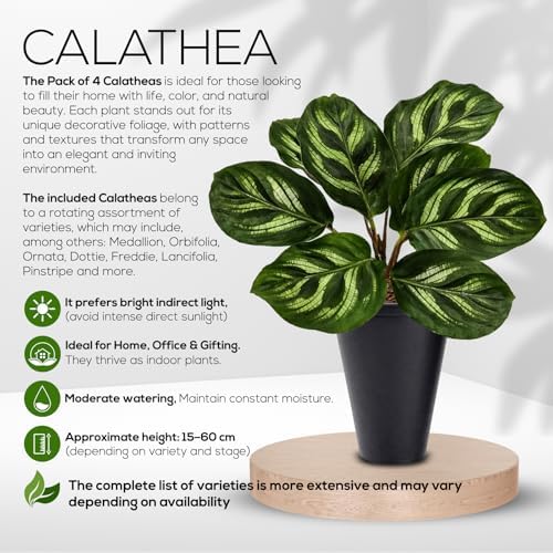 Calathea Collection (4 Pack) Live Plants - Prayer Plants, Air Purifying Plant Indoor, Easy Plants Live Houseplants, Perfect for Home, Room, or Office Decor, Real Plants Indoor/Outdoor - Image 3