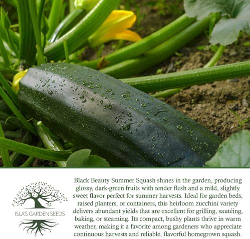 Black Beauty Zucchini Seeds (Cucurbita Pepo) – 25+ Non-GMO & Heirloom Seeds by Isla’s Garden Seeds, Classic Dark-Green Summer Squash Variety w/Tender Flesh & Mild Flavor, Fast-Growing, High-Yielding - Image 6