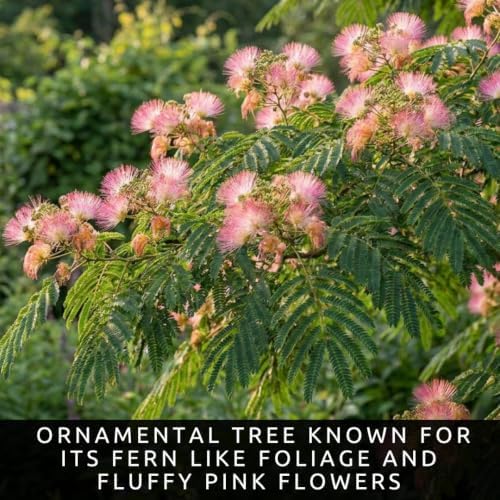 Live Mimosa Tree Seedlings, 5–8 Inch Silk Tree Saplings - Image 2