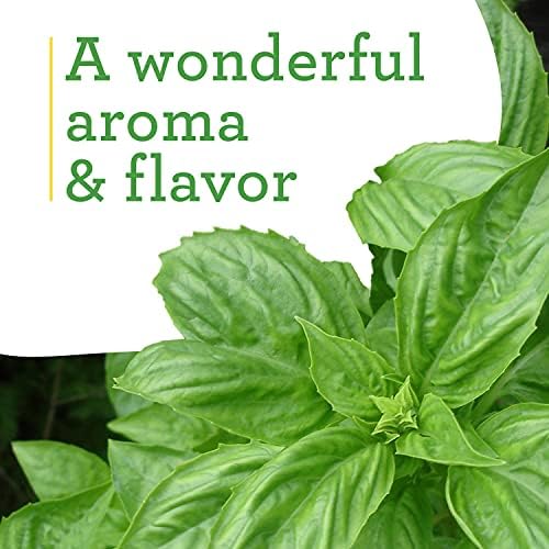 Bonnie Plants Sweet Basil Live Herb Plants - 4 Pack, Warm Season Annual, Italian & Asian Dishes - Image 4
