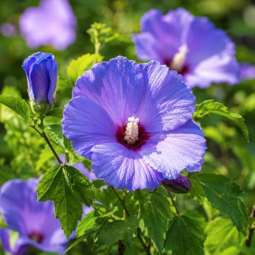 Blue Hibiscus Plant Live, Rose Hibiscus Flower Plant, Blue Purple Flowering Tropical Shrub, 4-8 Inch Tall, No Pot, No Ship TX - Image 7