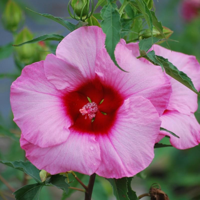 3 Pink Hardy Hibiscus Plants Live, Flowering Shrub, 4-7 Inch Tall - Image 3