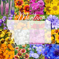 Montana Wildflower Seed Mix, 1/4 lb Covers 800 sq ft, Multi-Color Perennial and Annual Non-GMO Blooms to Attract Pollinators, Spring and Fall Planting (1/4 Pound) by PaperStreetPerennials