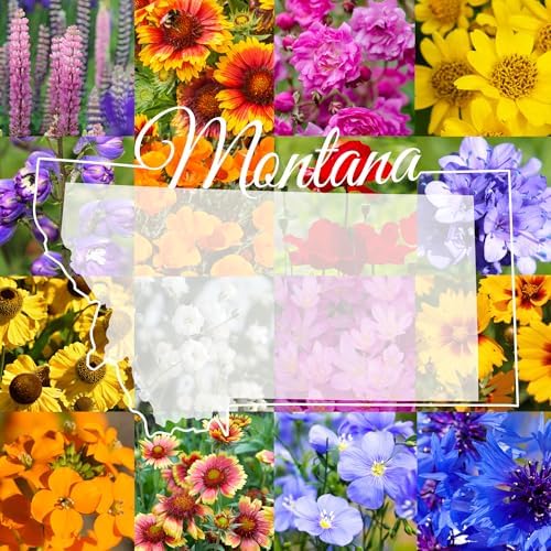 Montana Wildflower Seed Mix, 1/2 lb Covers 1,600 sq ft, Multi-Color Perennial and Annual Non-GMO Blooms to Attract Pollinators, Spring and Fall Planting (1/2 Pound) by PaperStreetPerennials