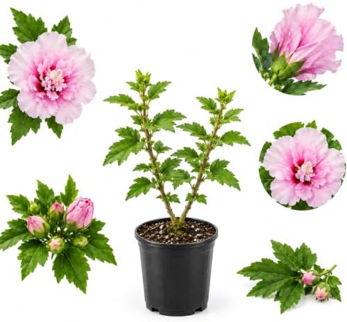 Pink Rose of Sharon Plant Live, 8-12" Tall Quart Pot Flowering Trees, Hibiscus Shrubs for Outdoor Planting, Landscaping & Garden Bed (DORMANT Plant) by GINGERGLOW