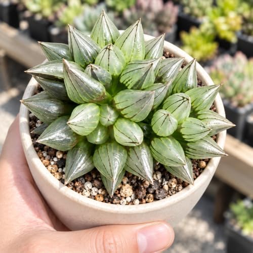 Haworthia Magnifica v. atrofusca Bare Root Succulent Live Plant 3-3.5 Inch - Image 3