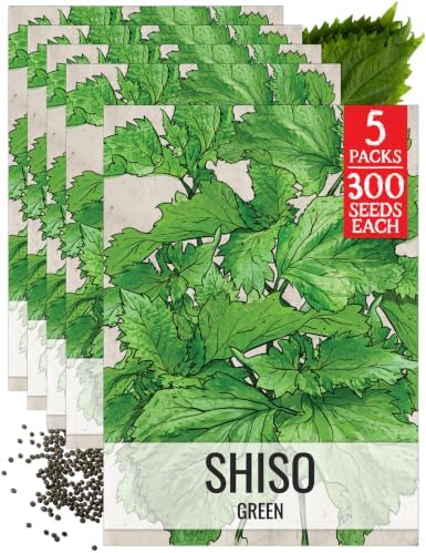Seed Needs Green Shiso Seeds to Plant an Herb Garden - 5 Packs by SeedNeeds