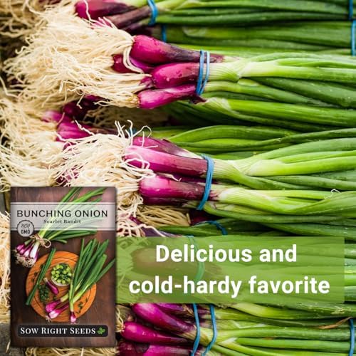 Sow Right Seeds - Scarlet Bandit Bunching Onion Seed for Planting Garden - Image 5