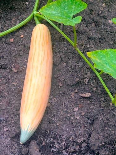 North Georgia Candy Roaster Seeds - 60+ Count - for 2026 Planting Georgia Pumpkin Pink Banana Winter Squash Plymouth Rock Garden Non-GMO Heirloom Vegetable Grow Your Own Home Farm - Image 2