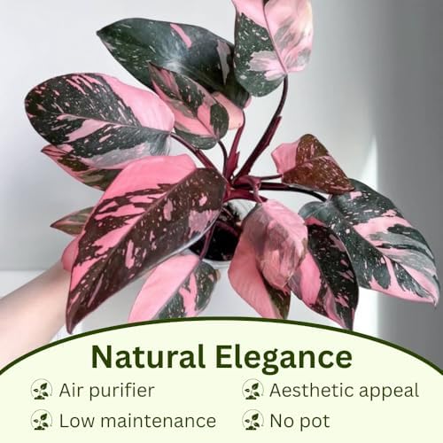 Pink Philodendron Plant Live, Rare Tropical Variegated Live Indoor Houseplant, Starter Plants No Pot, 5-9" in Tall - Image 2