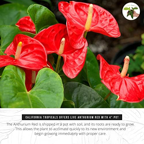 California Tropicals Anthurium Red - Live House Plants Indoor, 4 Inch Pot for Easy Care, Perfect for Office, Home & Flamingo Decor, Real Plant, Plant Gift, Flowering Plants, Sympathy Flowers - Image 5