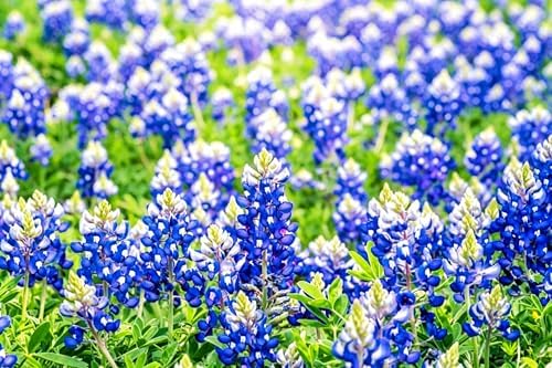 Texas Bluebonnet Seeds for Planting - 900+ Lupinus Texensis Seeds, Non-GMO Heirloom, Texas State Flower, Drought Tolerant Wildflower, Attracts Pollinators, Ideal for Gardens & Meadows - Image 2
